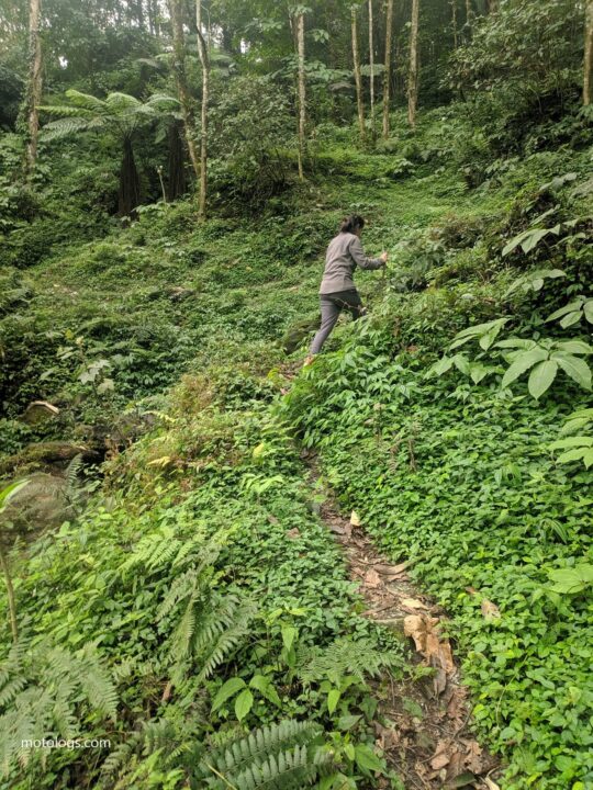 Forest Trek in Dzongu